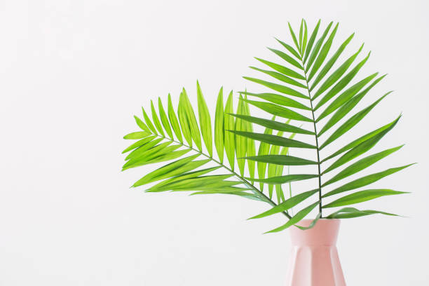 istock vase with palm leaves on white background 1141987715