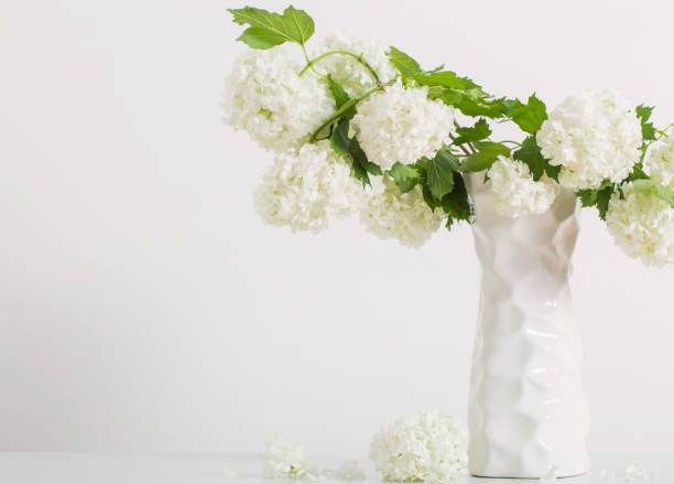 istock branches of decorative viburnum in a vase on white background 1141987738