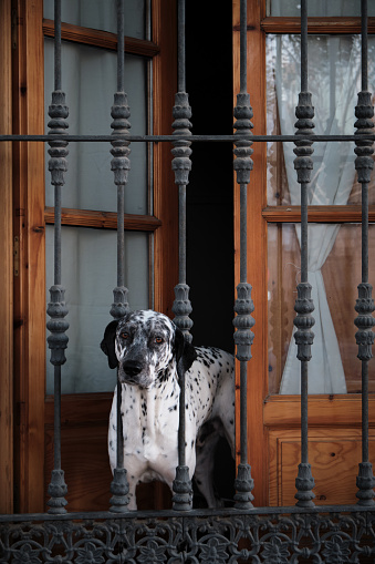 cute dog dalmata behind bars looking at you through the window