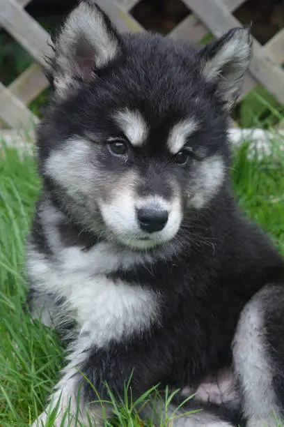 Beautiful fluffy and furry alusky puppy dog.