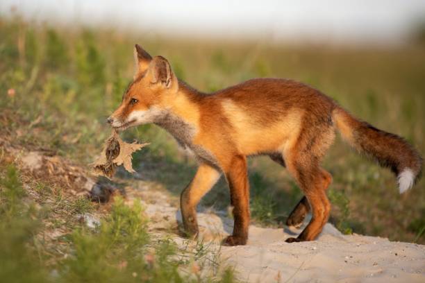 istock Little Red Fox near his hole in beautiful evening light 1141988122