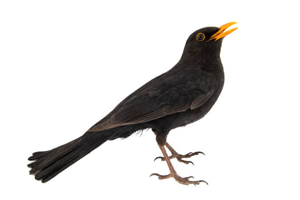 Blackbird, Turdus merula, isolated on white background. Blackbird, Turdus merula, isolated on white background blackbird stock pictures, royalty-free photos & images