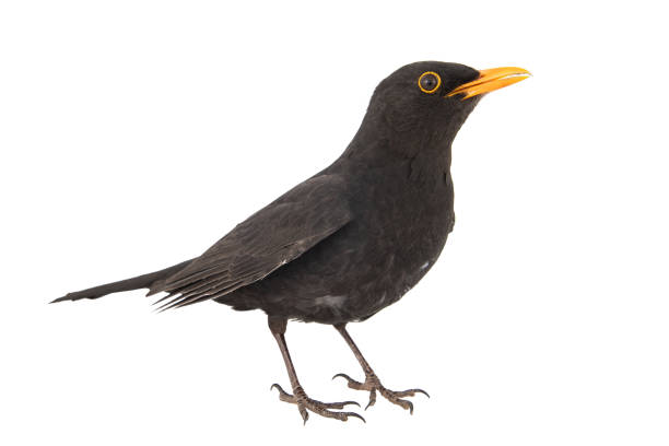 istock Blackbird, Turdus merula, isolated on white background. 1141988141