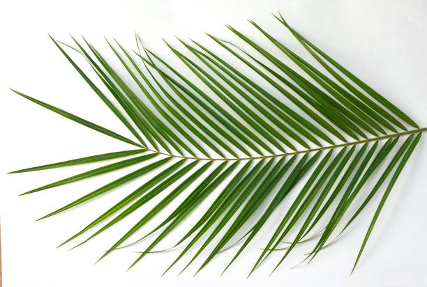 istock Tropical palm leaves on white background as abstract background 1141989986
