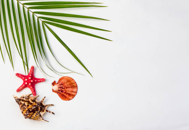 istock Tropical Background. Palm branch with starfish and seashells on a white background. Flat apartment, top view, copy space 1141990024