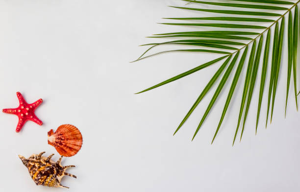 istock Tropical Background. Palm branch with starfish and seashells on a white background 1141990029