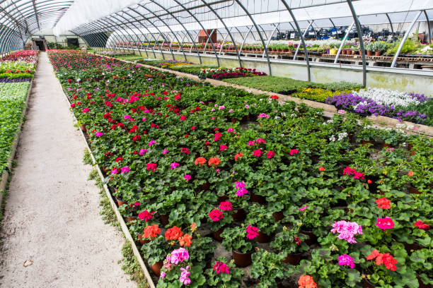 istock greenhouse flowers 1141991667