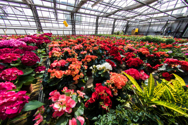 A lush tropical greenhouse with flowering plants and green foliage.