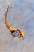 goldener-fasan.jpg?b=1&s=170x170&k=20&c=Plkh-M5B4LbFOqnPE0XmjjdoXRFrsnygFCI4cVwz5VI=