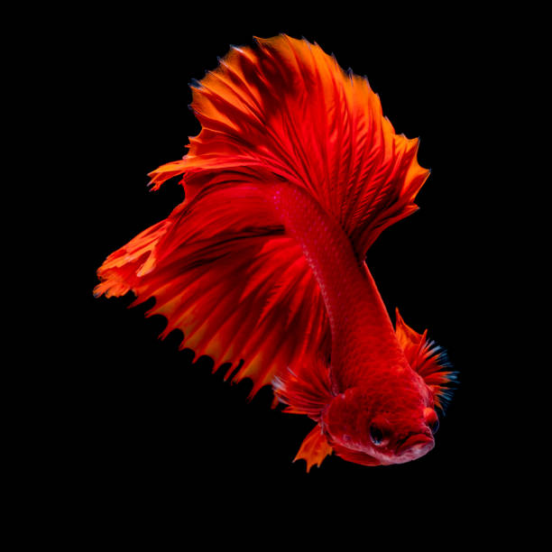 istock Betta fish Fight in the aquarium 1141993303