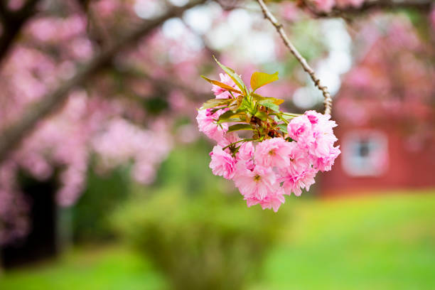 Closeup of cherry blossoms with farm buildings in the background.