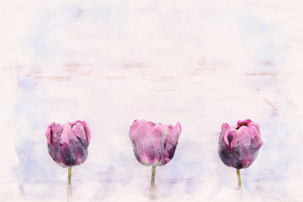 istock three purple tulips on white rustic wooden background in watercolor 1141996701