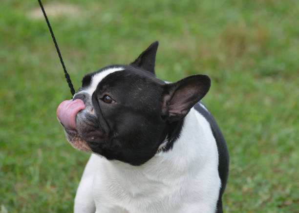 Pink tongue on a French bulldog licking his nose.
