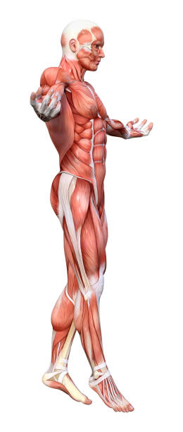 istock 3D illustration male figure with muscle maps on white 1141998109