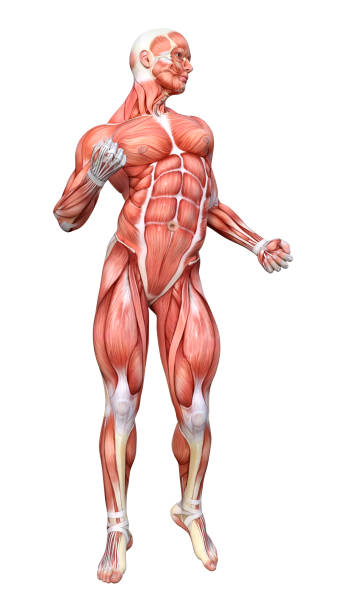 istock 3D illustration male figure with muscle maps on white 1141998142