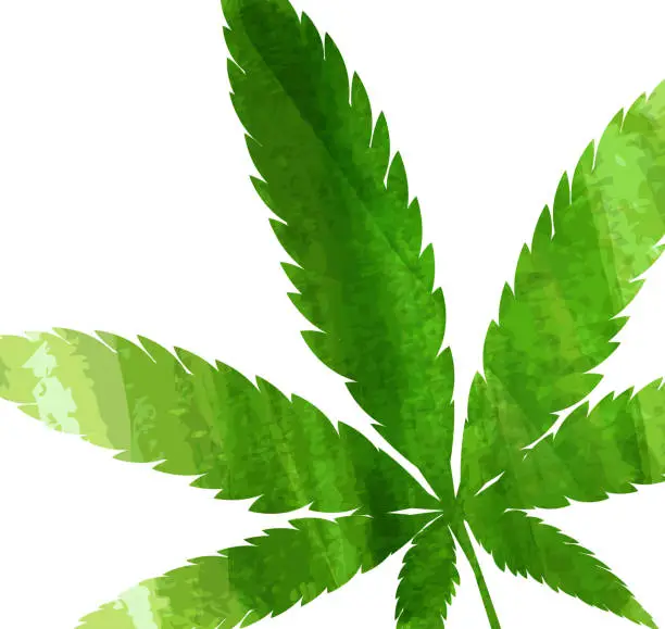Vector illustration of Green cannabis leaf