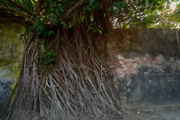 istock Huge vine root of banyan trees covered building 1141998183