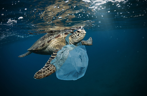El problema submarino mundial con basura plástica photo