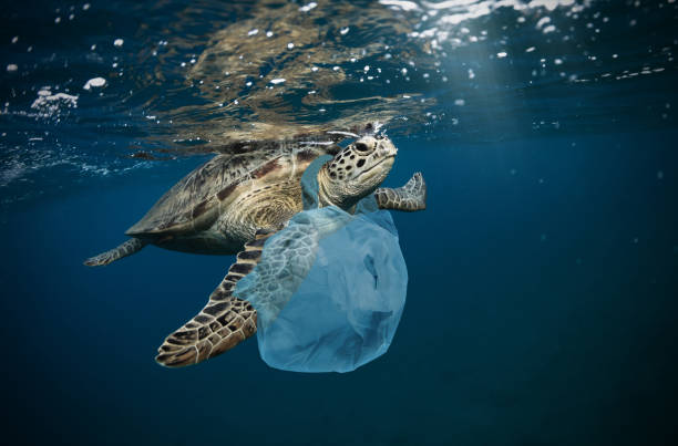 プラスチックゴミによる水中地球規模の問題 - カメ ストックフォトと画像