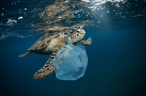 underwater global problem with plastic rubbish - sea imagens e fotografias de stock