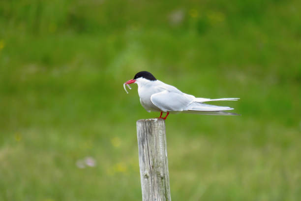 Arctic tern on a pole with a small fish in its beak, reykjanes peninsula, Iceland