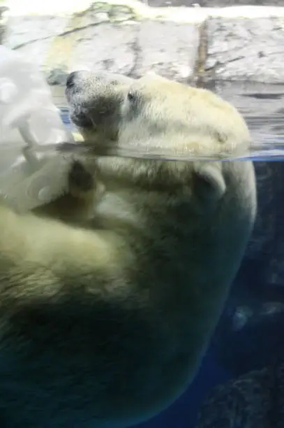 Polar bear sticking his head out of the water.