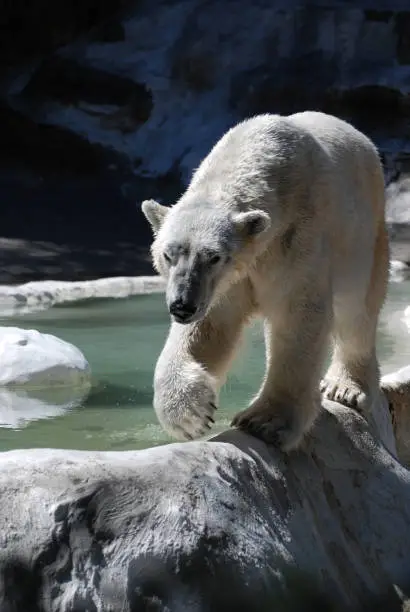 Polar bear walking along the edge of a pool.