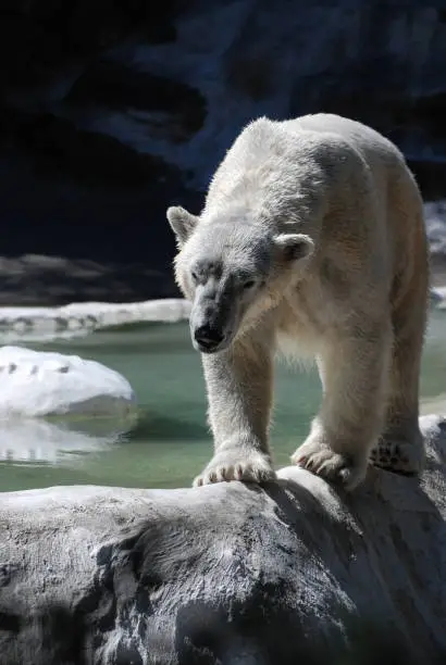 Polar bear pacing and balancing along an edge.