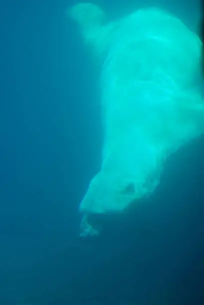 Polar bear swimming underwater in a pool of blue water.