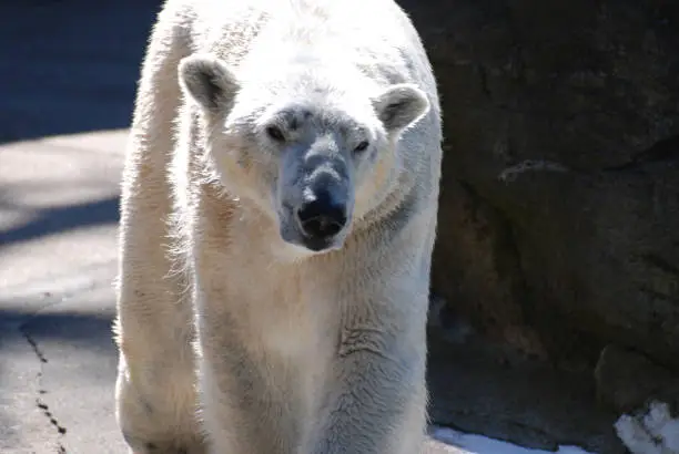 Up close look at a walking polar bear.