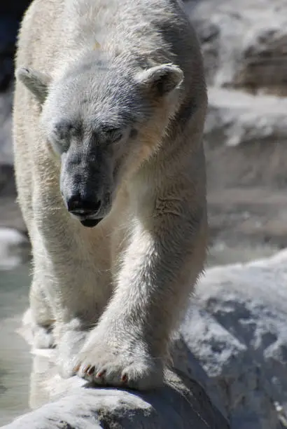 Very large paws on a polar bear walking along.