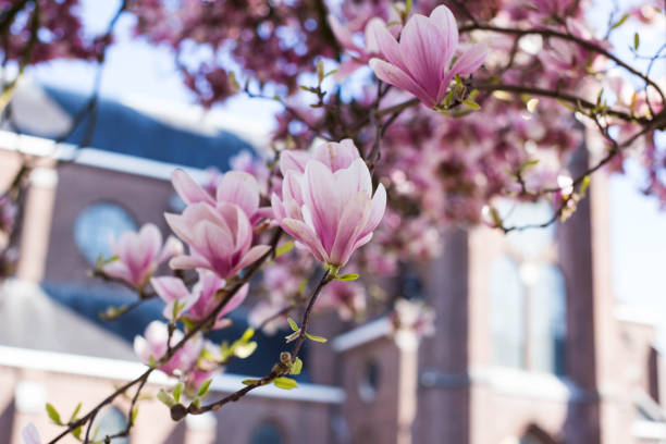 magnolia flores de árbol de flor rosa, cerca de la rama, al aire libre. - plant white magnolia tulip tree fotografías e imágenes de stock