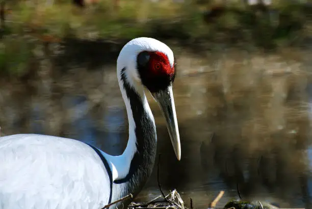 Red markings around the eye of a white naped crane.