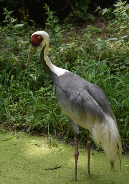 istock Beautiful White Naped Crane 1142000748
