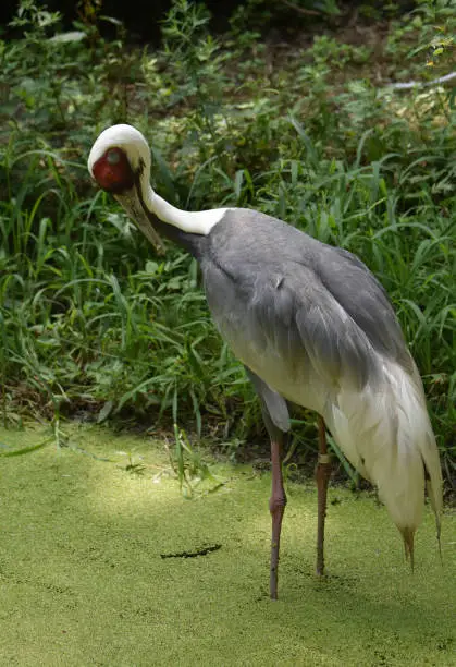 Marsh with a striking white naped crane.