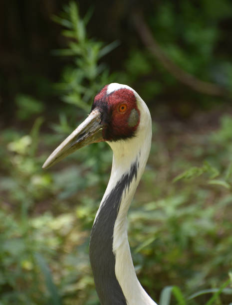 istock Beautiful White Naped Crane 1142000774