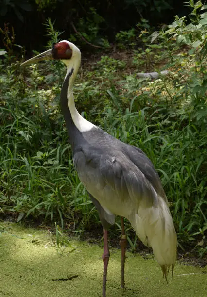 Large white naped crane standing in a pond in the wild.