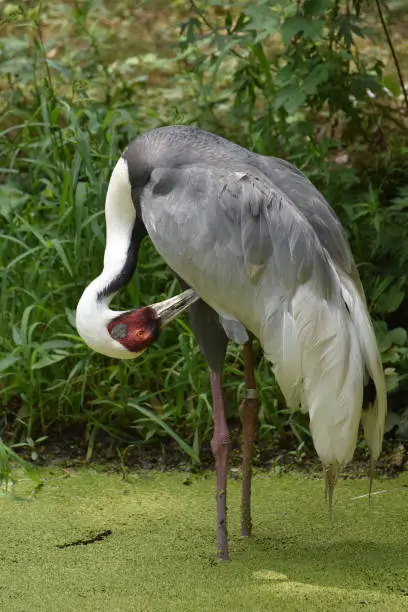 White naped crane standing in an algae covered pond.