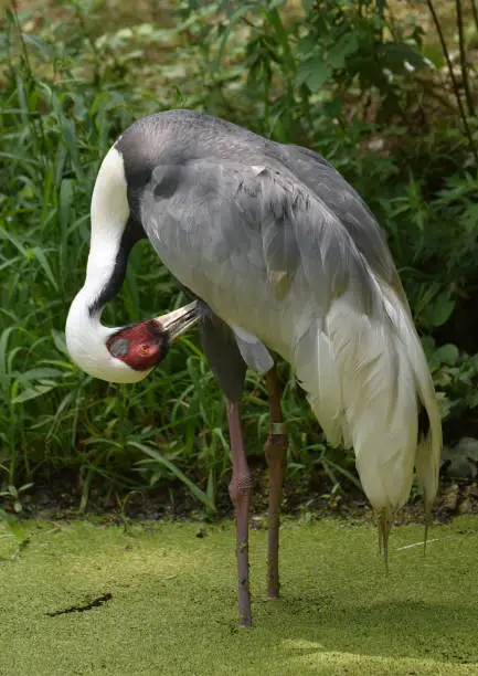 Standing white naped crane in an algae covered pond.
