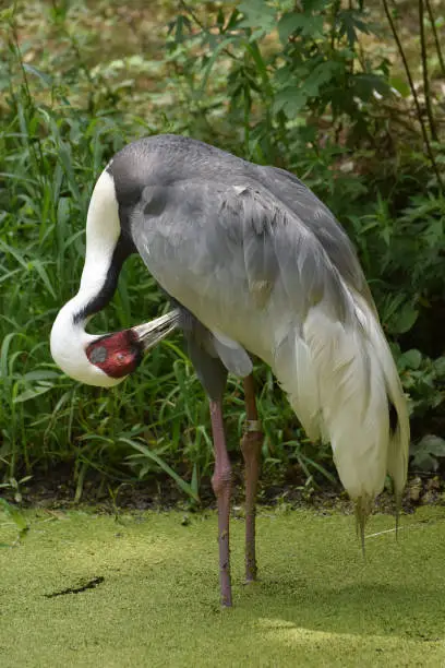 Attractive preening white naped crane standing in a pond.