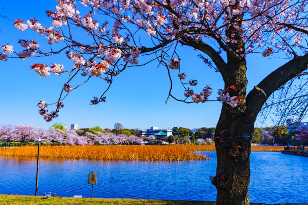 istock Spring park in Tokyo Japan 1142000919