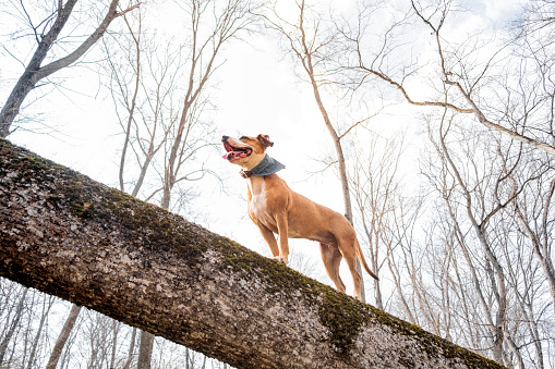 Happy staffordshire terrier climbs a log in the woods and enjoys healthy active life, hero shot view