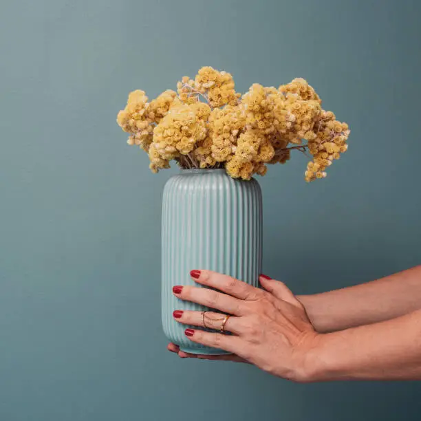 Vase with dried yellow flowers  immortelle
Woman holding bouquet of dried flowers against blue wall