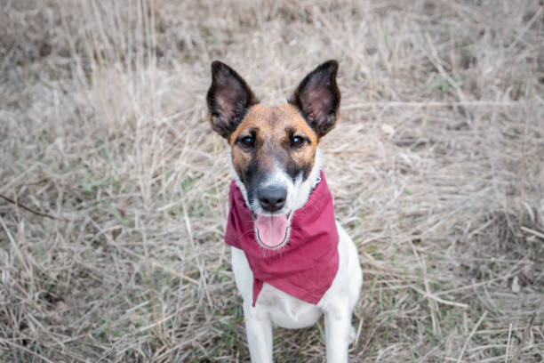 istock Portrait of a cute smooth fox terrier 1142001275
