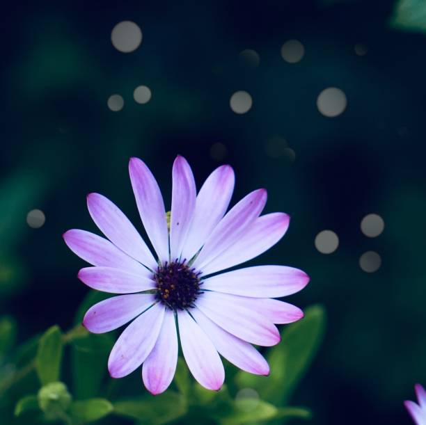 istock pink flower plant in springtime 1142002128