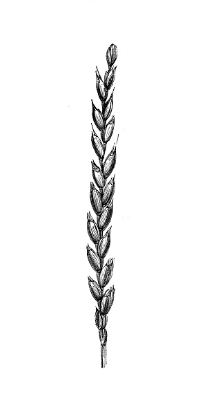 Antique illustration from agriculture encyclopedia, plant: Spelt (Triticum spelta, Triticum dicoccum), dinkel wheat or hulled wheat