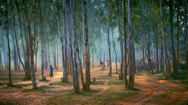 foresta di sonajhuri, una zona verde serena vicino a shantiniketan, bolpur - asian country foto e immagini stock