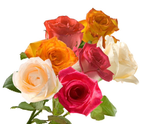 istock Isolated image of flower close-up 1142003706