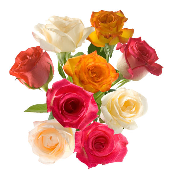 istock Isolated image of flower close-up 1142003713