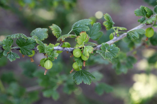 istock ripe gooseberry branch in a garden, front view 1142003764